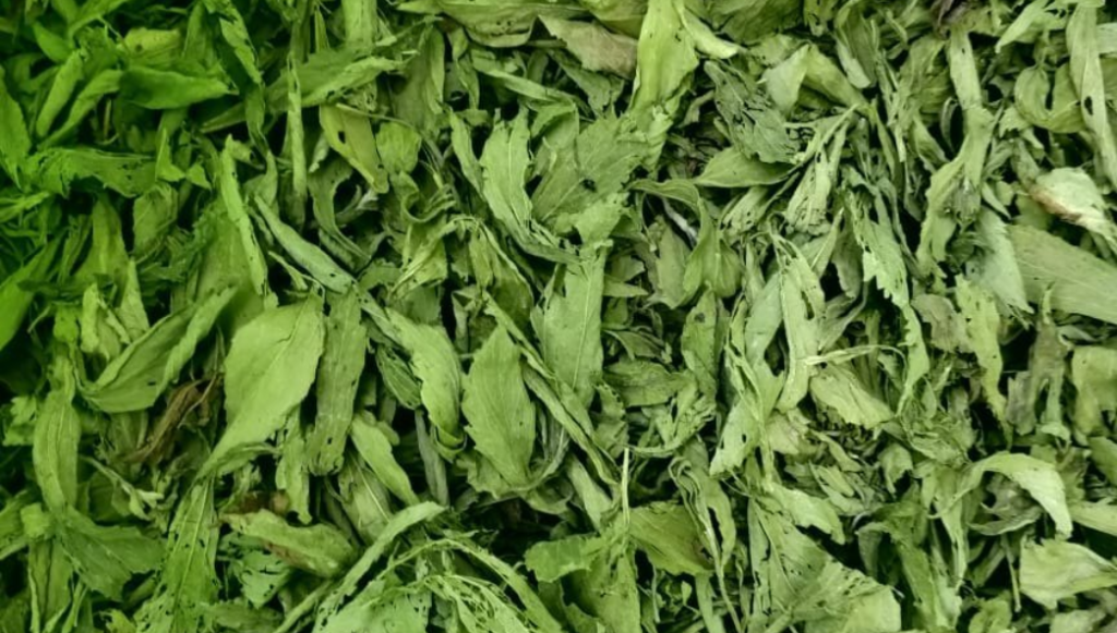 Pure Shuddha Space stevia leaf powder, a potent and organic sugar substitute for healthy living.